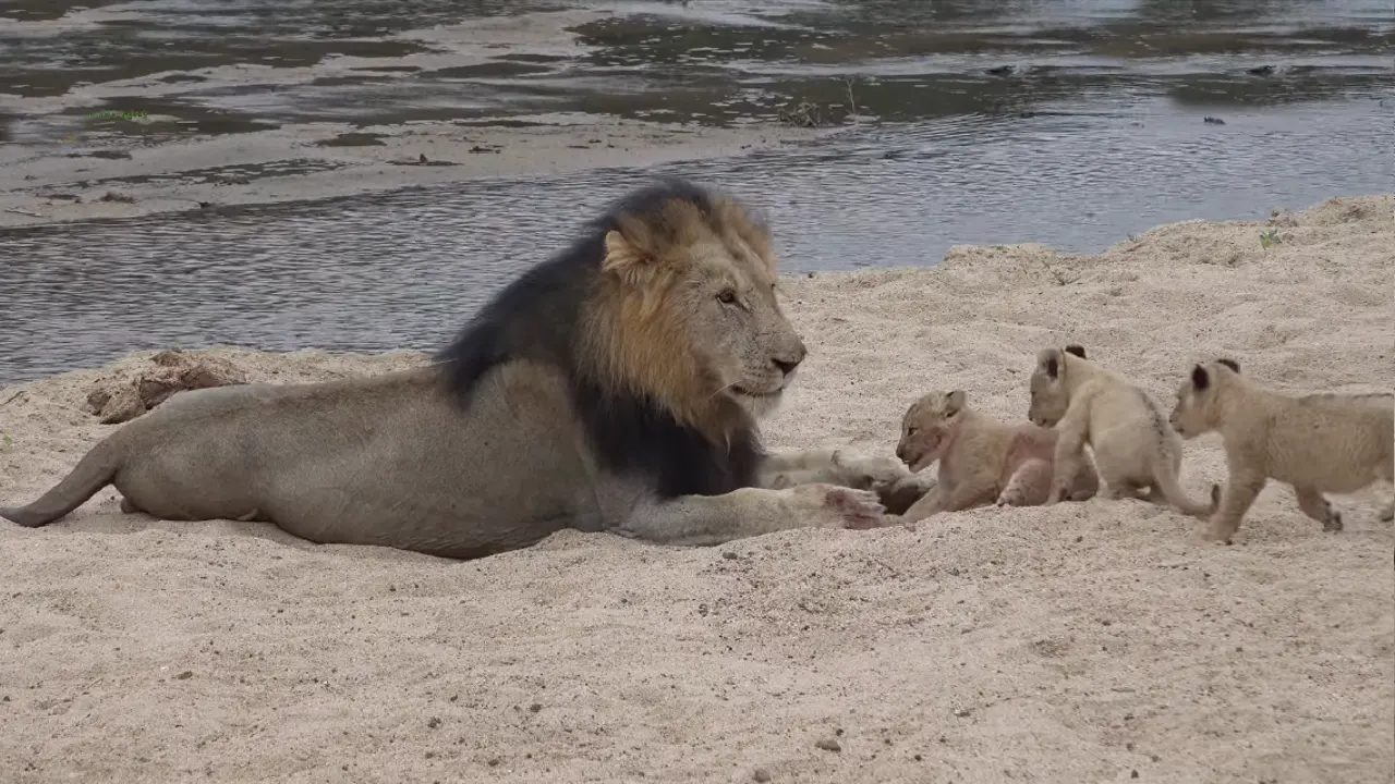 Lioness Lola gave birth to triplet cubs at Chelyabinsk . (Video)