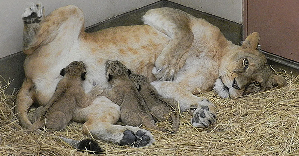 Lioness Lola gave birth to triplet cubs at Chelyabinsk . (Video)