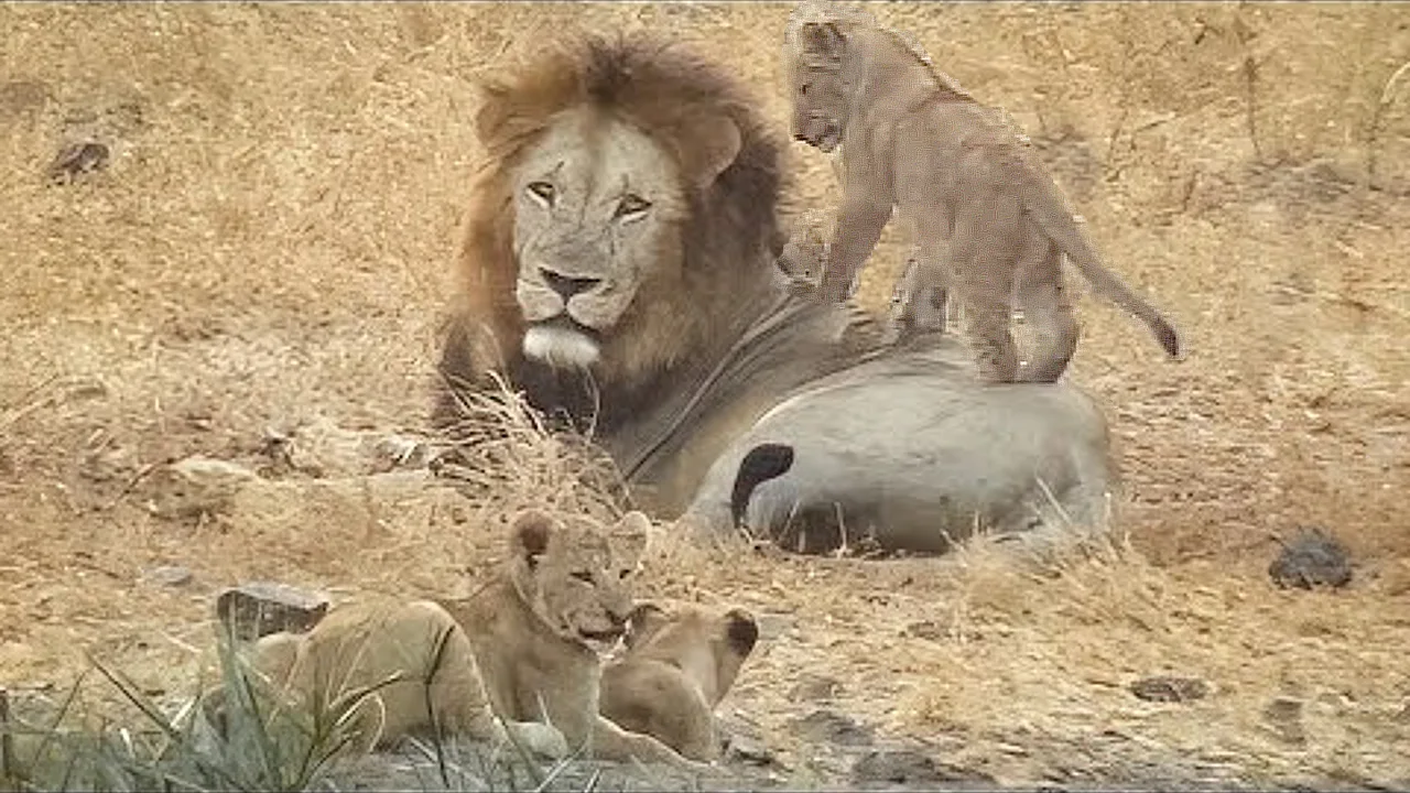 Lioness Lola gave birth to triplet cubs at Chelyabinsk . (Video)