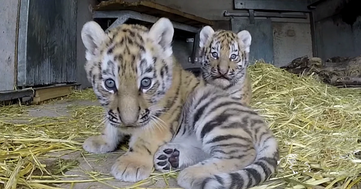 Lioness Lola gave birth to triplet cubs at Chelyabinsk . (Video)