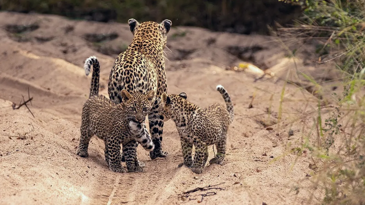 Lioness Lola gave birth to triplet cubs at Chelyabinsk . (Video)