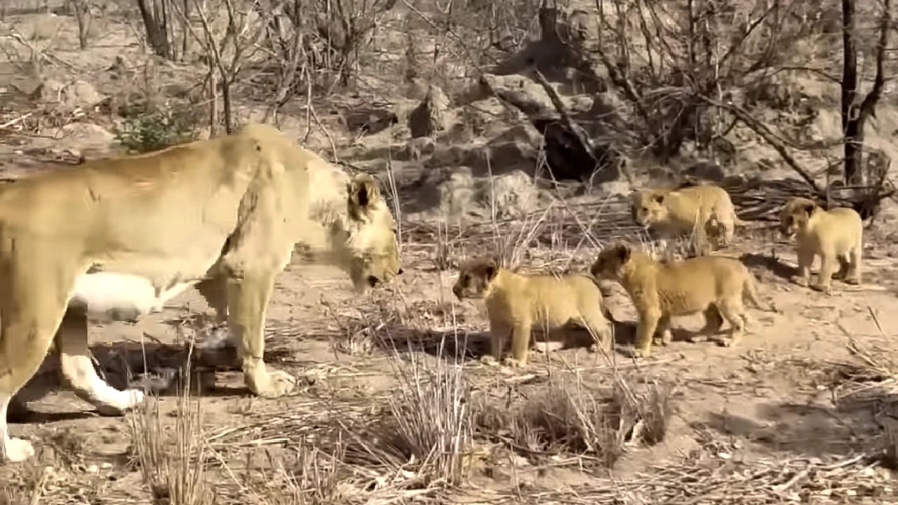 Lioness Lola gave birth to triplet cubs at Chelyabinsk . (Video)