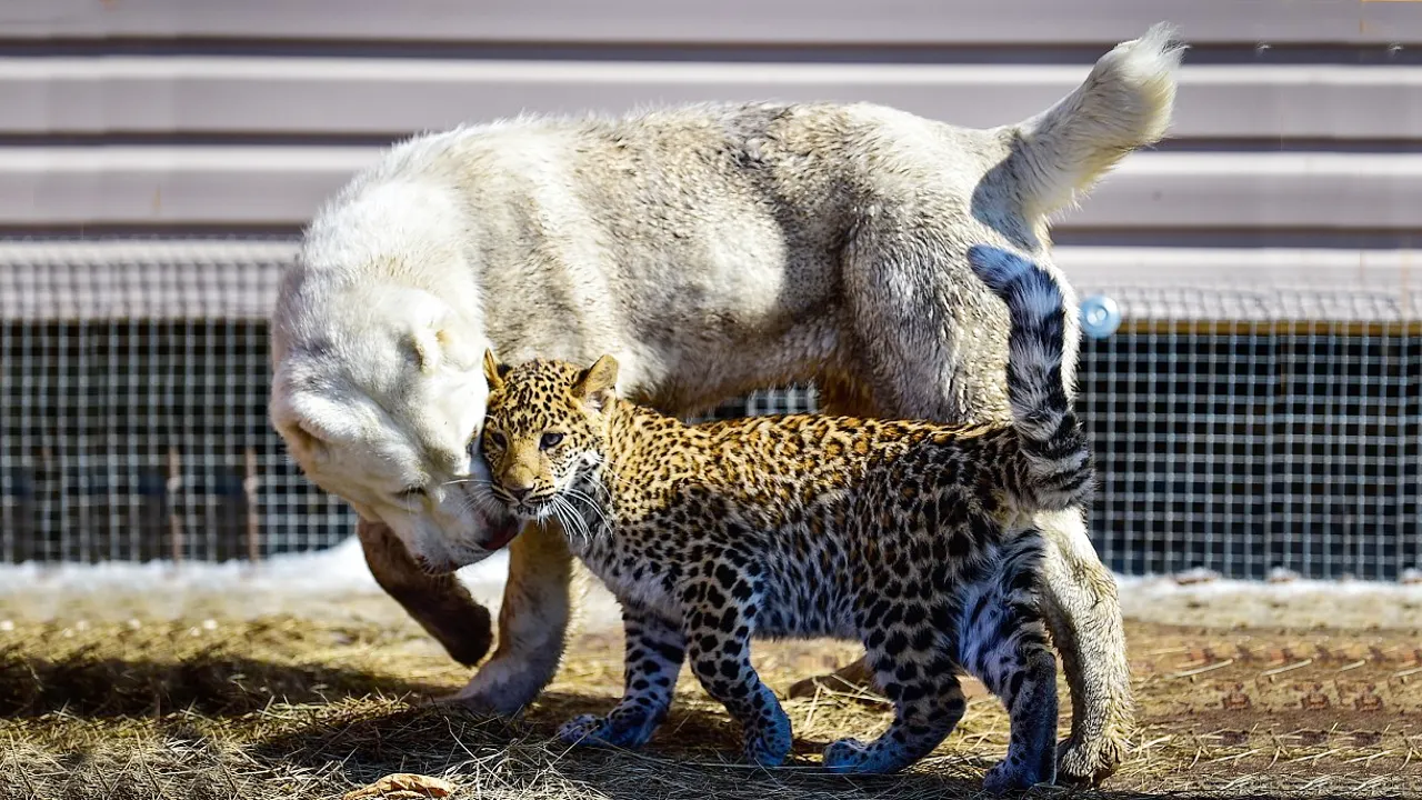 Lioness Lola gave birth to triplet cubs at Chelyabinsk . (Video)