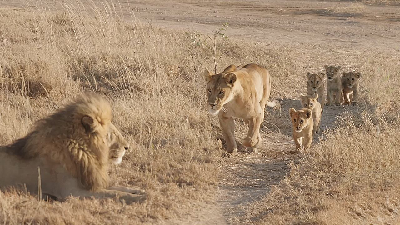 Lioness Lola gave birth to triplet cubs at Chelyabinsk . (Video)