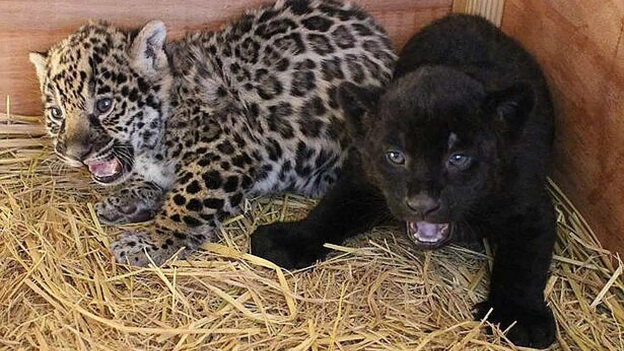 Lioness Lola gave birth to triplet cubs at Chelyabinsk . (Video)