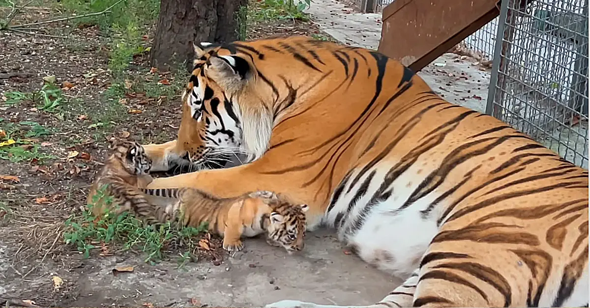 Lioness Lola gave birth to triplet cubs at Chelyabinsk . (Video)