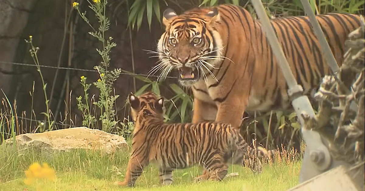 Lioness Lola gave birth to triplet cubs at Chelyabinsk . (Video)