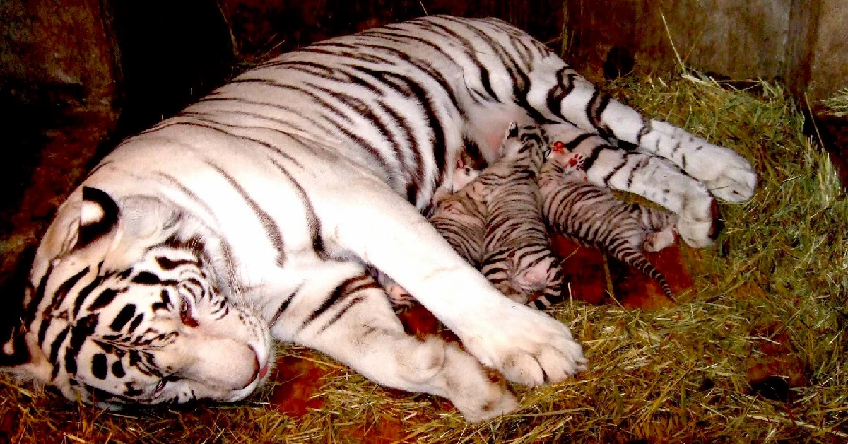 Lioness Lola gave birth to triplet cubs at Chelyabinsk . (Video)