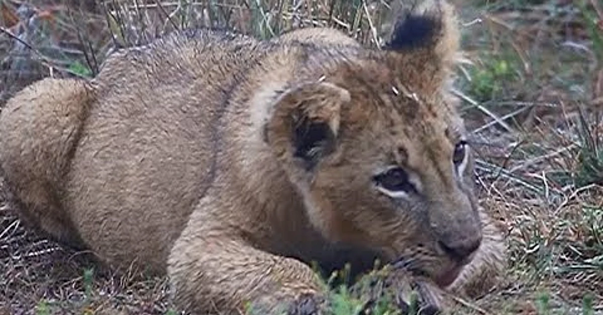 Lioness Lola gaʋe 𝐛𝐢𝐫𝐭𝐡 to triplet cuƄs at ChelyaƄinsk . (Video)