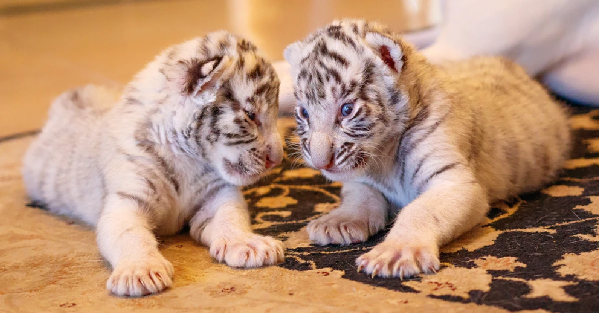 Lioness Lola gave birth to triplet cubs at Chelyabinsk . (Video)