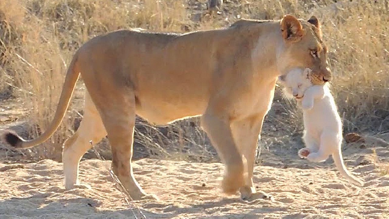 Lioness Lola gave birth to triplet cubs at Chelyabinsk . (Video)