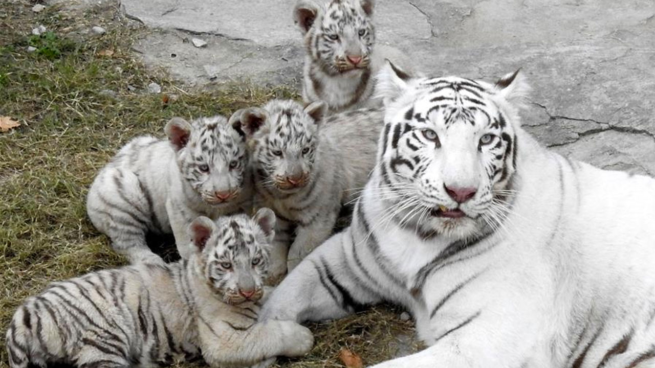 Lioness Lola gave birth to triplet cubs at Chelyabinsk . (Video)