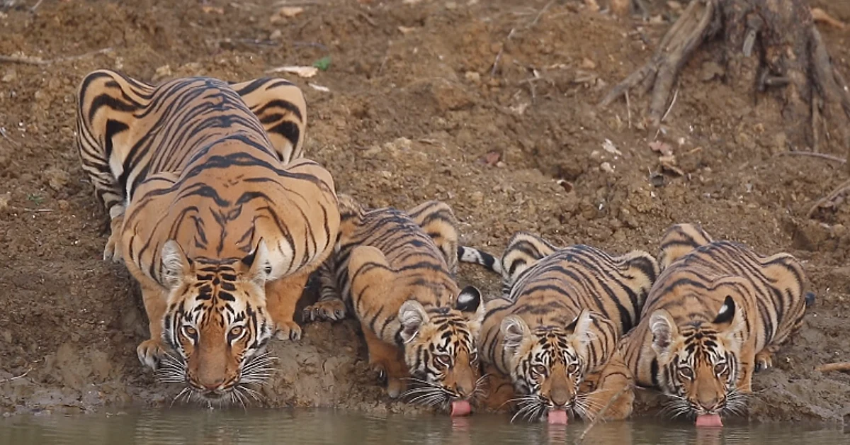 Lioness Lola gave birth to triplet cubs at Chelyabinsk . (Video)