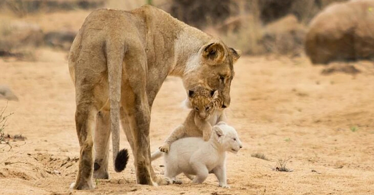 Lioness Lola gave birth to triplet cubs at Chelyabinsk . (Video)