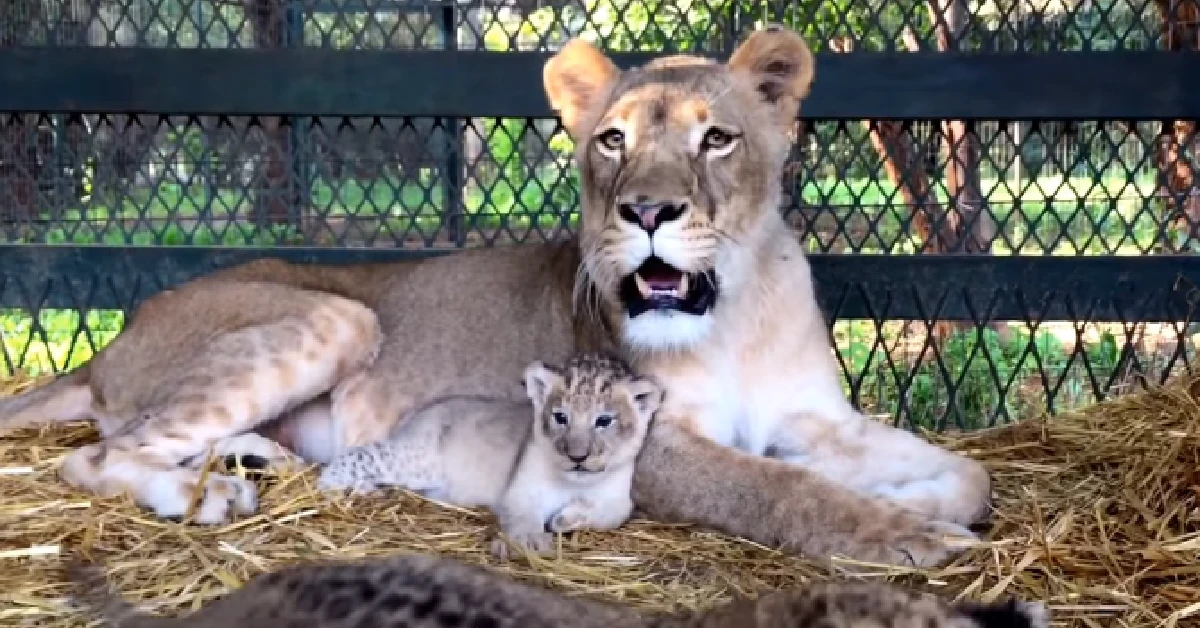 Lioness Lola gave birth to triplet cubs at Chelyabinsk . (Video)