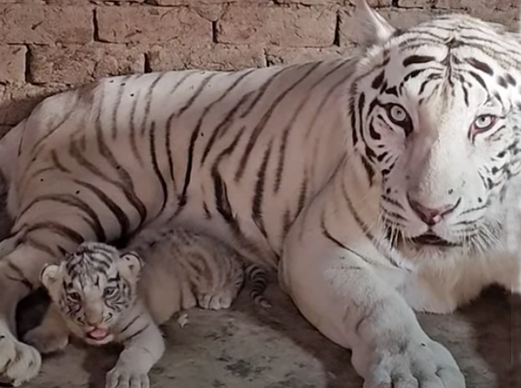 Lioness Lola gave birth to triplet cubs at Chelyabinsk . (Video)