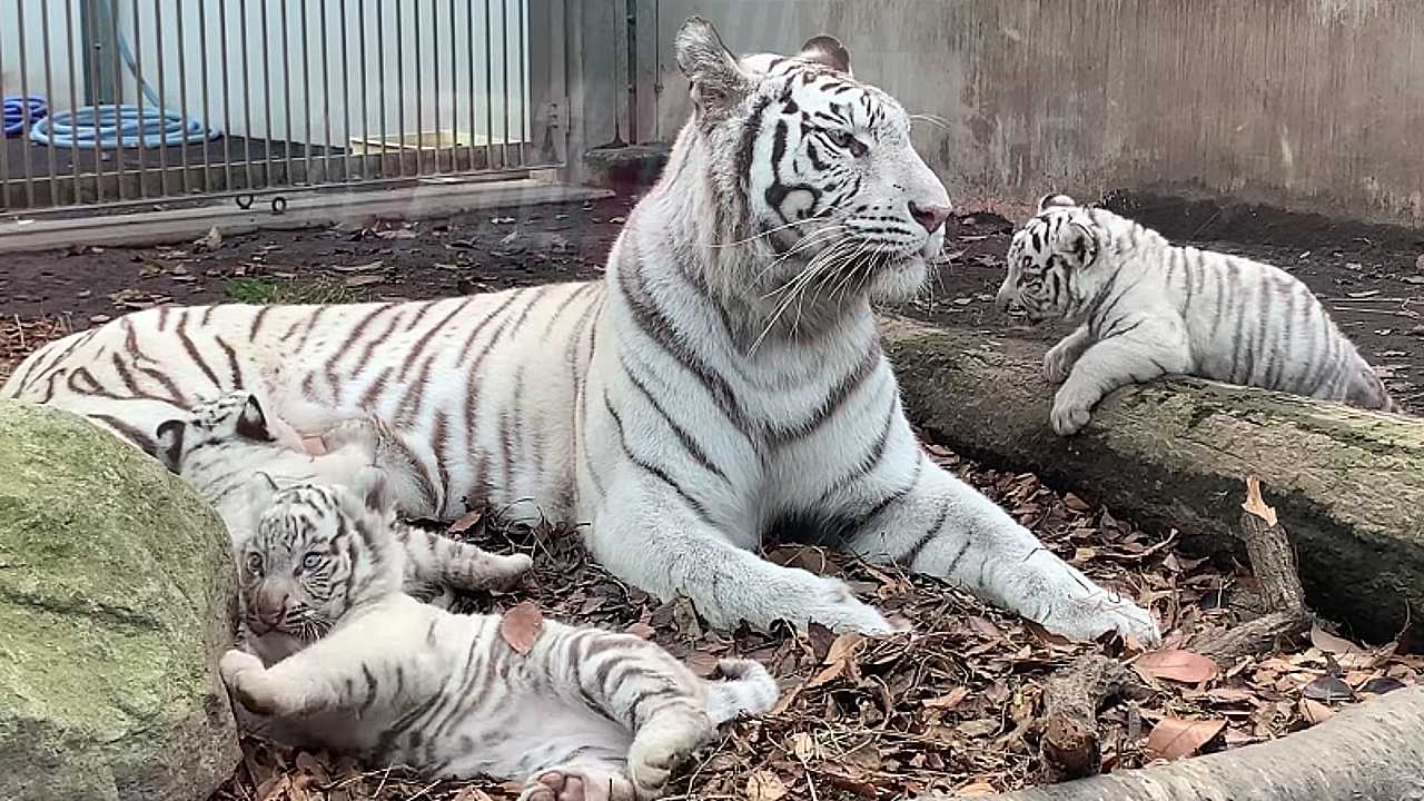 Lioness Lola gave birth to triplet cubs at Chelyabinsk . (Video)