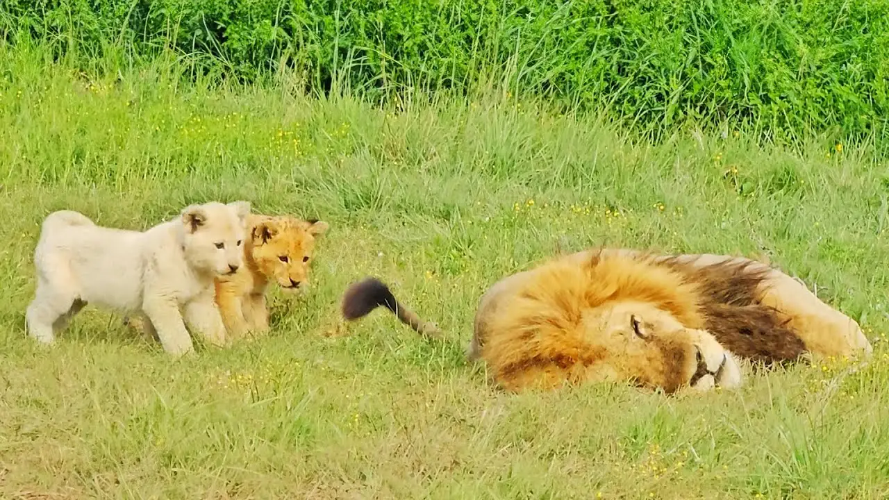 Lioness Lola gave birth to triplet cubs at Chelyabinsk . (Video)