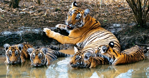 Lioness Lola gave birth to triplet cubs at Chelyabinsk . (Video)