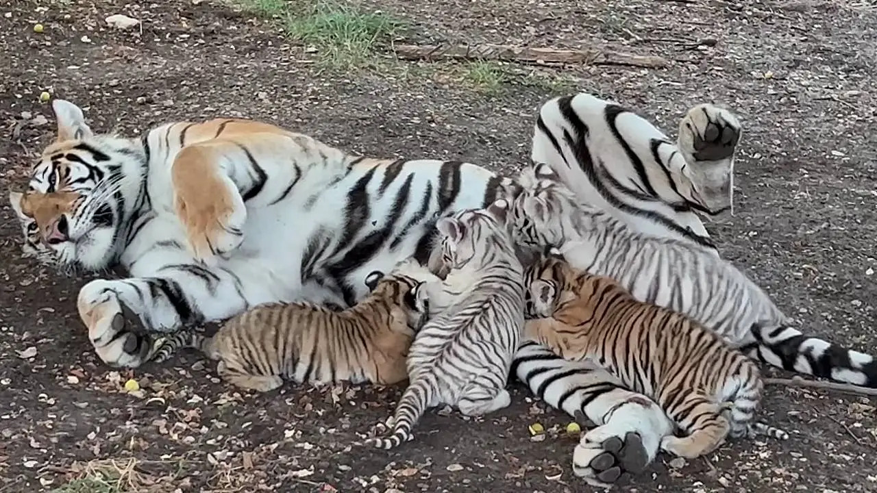 Pet Insurance | INCREDIBLE , Mom Tiger nursing her 4 cubs So beautiful ...