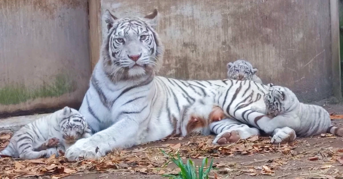 Lioness Lola gave birth to triplet cubs at Chelyabinsk . (Video)