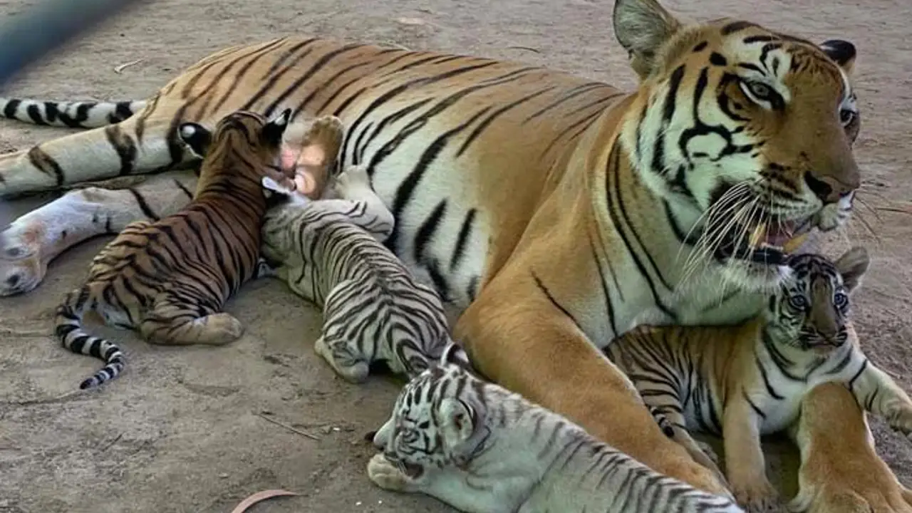 Lioness Lola gave birth to triplet cubs at Chelyabinsk . (Video)