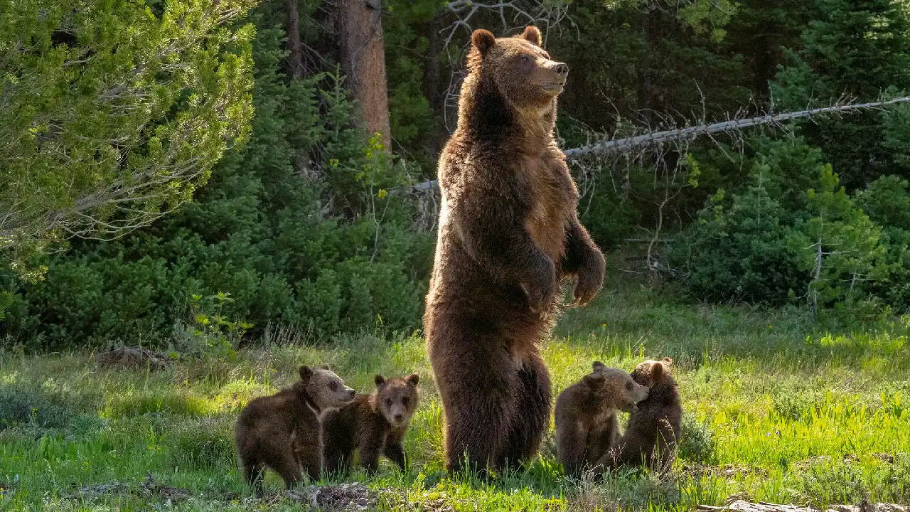 Lioness Lola gave birth to triplet cubs at Chelyabinsk . (Video)