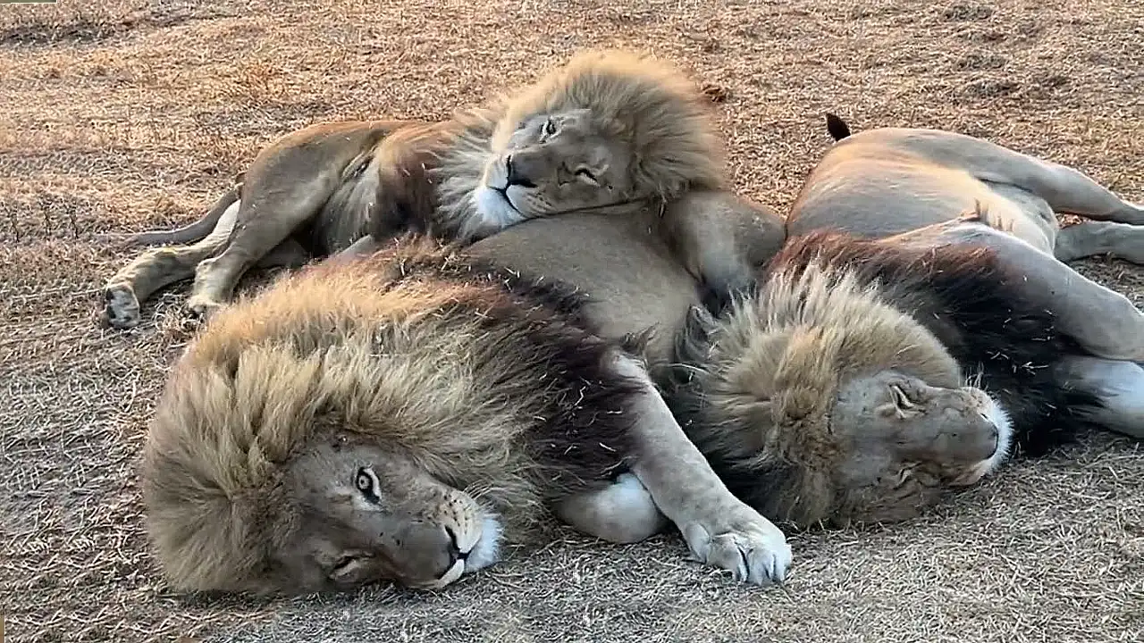 Lioness Lola gave birth to triplet cubs at Chelyabinsk . (Video)