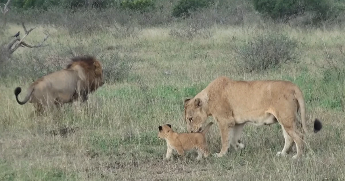 Pet Insurance | LION cubs meet their DAD first time in deep wild : So ...