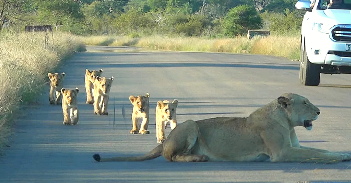 Lioness Lola gave birth to triplet cubs at Chelyabinsk . (Video)