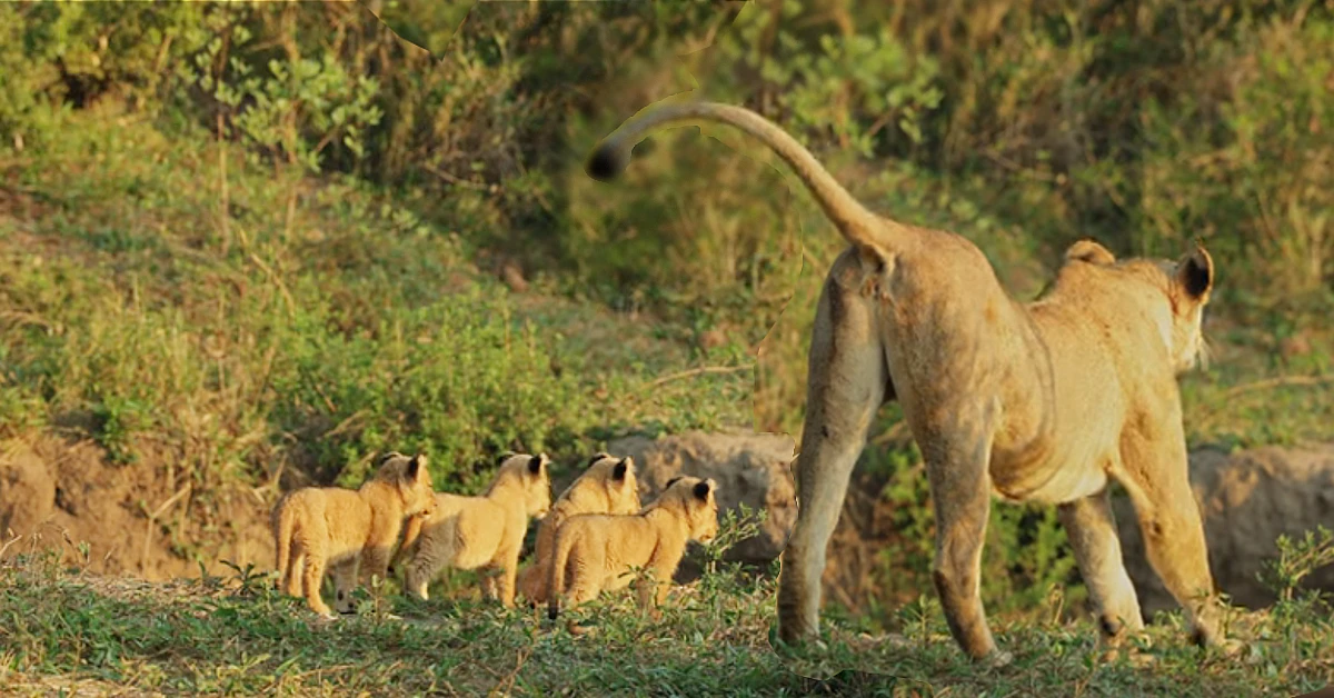 Lioness Lola gave birth to triplet cubs at Chelyabinsk . (Video)