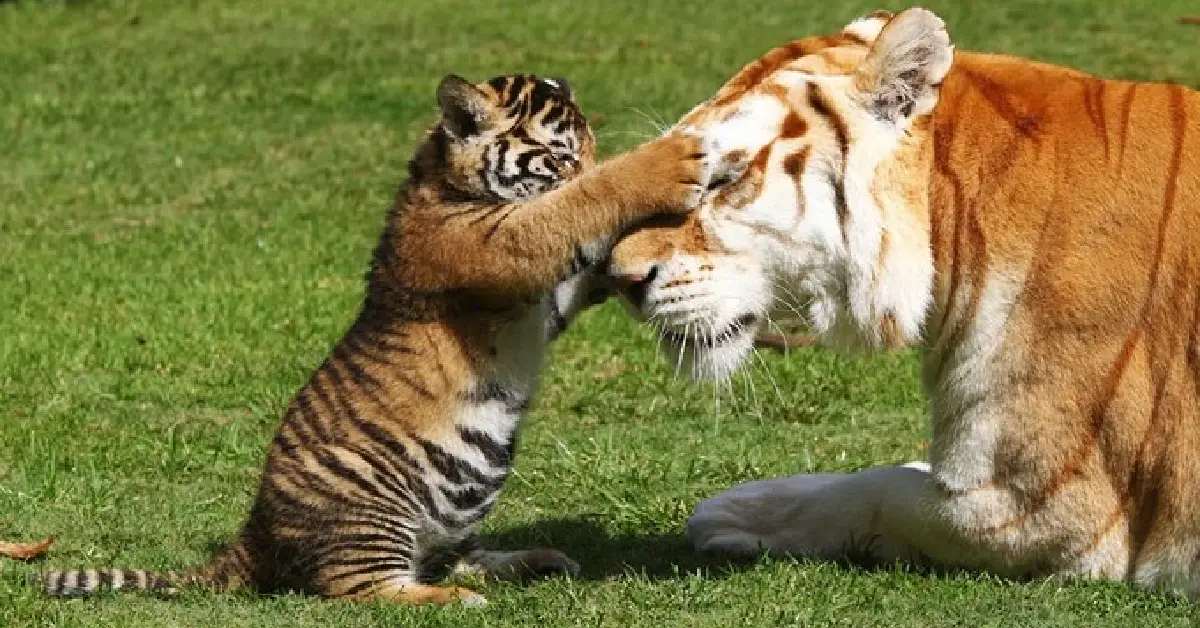 Lioness Lola gave birth to triplet cubs at Chelyabinsk . (Video)