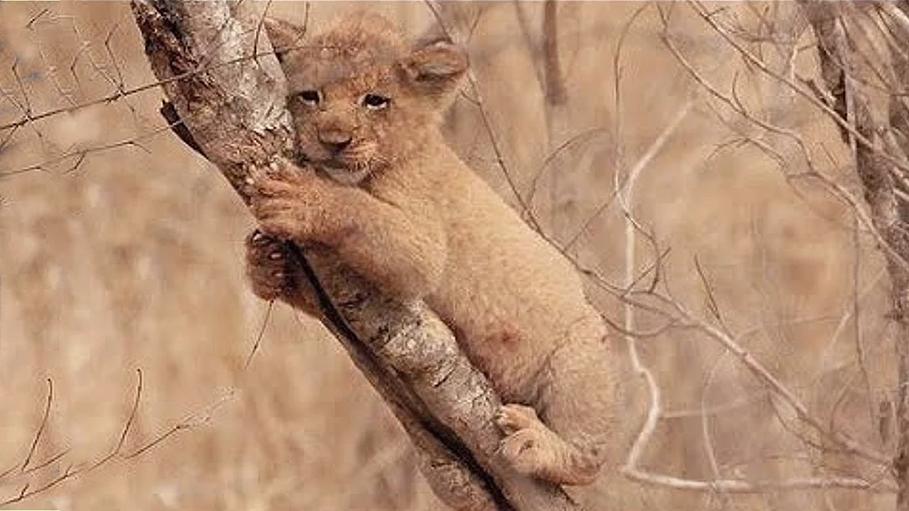 Lioness Lola gave birth to triplet cubs at Chelyabinsk . (Video)