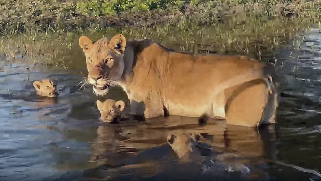 Lioness Lola gave birth to triplet cubs at Chelyabinsk . (Video)