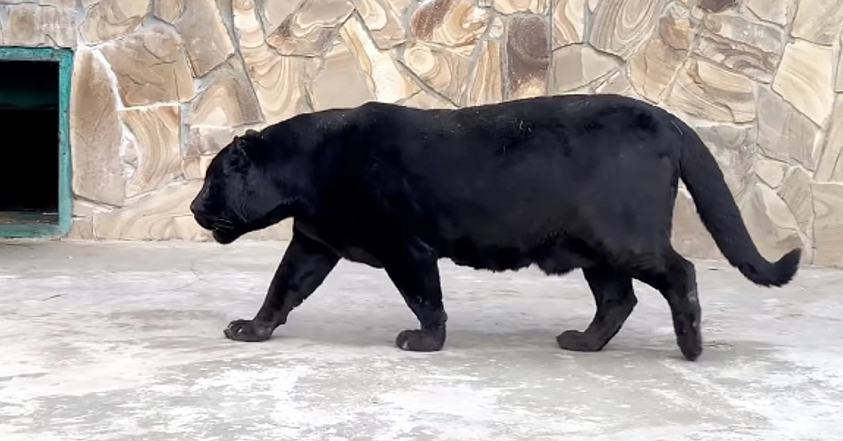 Lioness Lola gave birth to triplet cubs at Chelyabinsk . (Video)