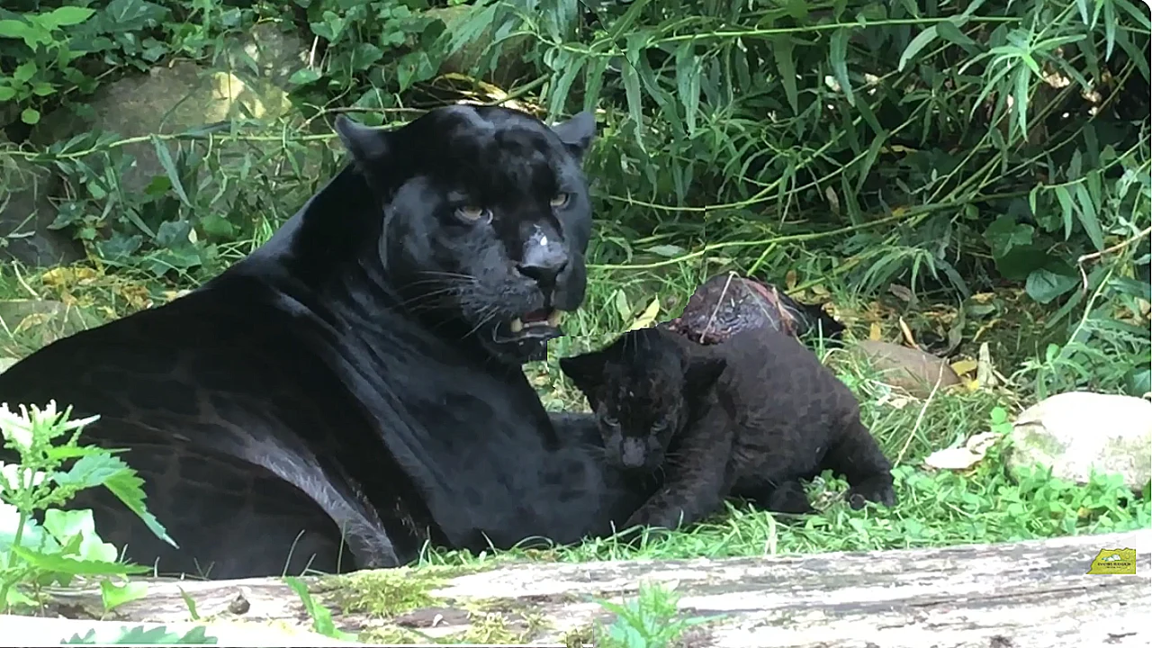 Lioness Lola gave birth to triplet cubs at Chelyabinsk . (Video)