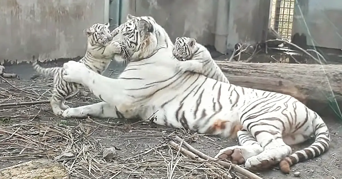 Lioness Lola gave birth to triplet cubs at Chelyabinsk . (Video)