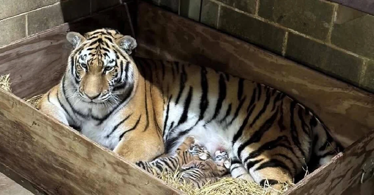 Lioness Lola gave birth to triplet cubs at Chelyabinsk . (Video)