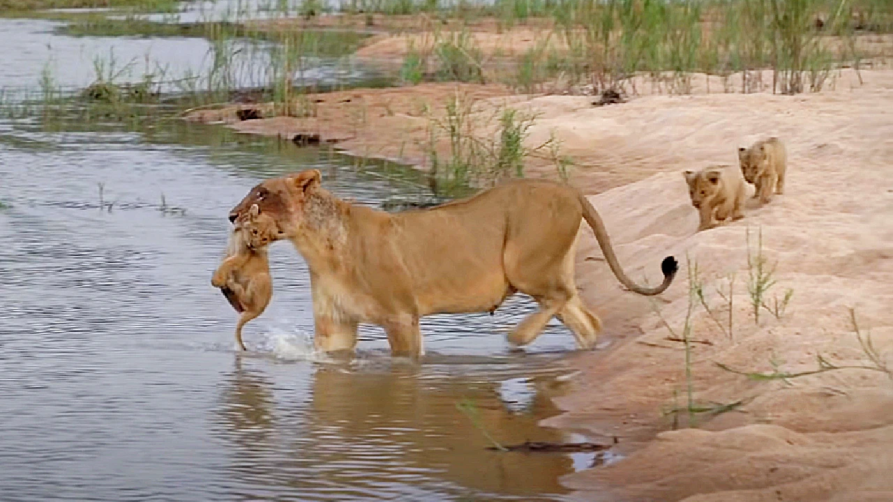 Lioness Lola gave birth to triplet cubs at Chelyabinsk . (Video)