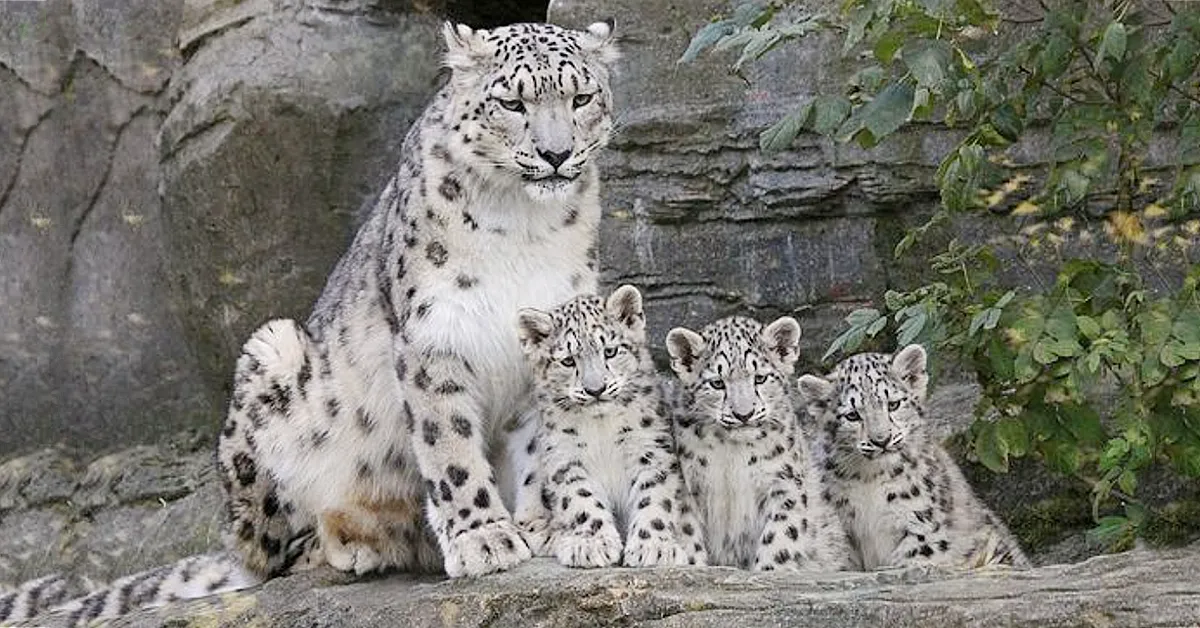 Lioness Lola gave birth to triplet cubs at Chelyabinsk . (Video)