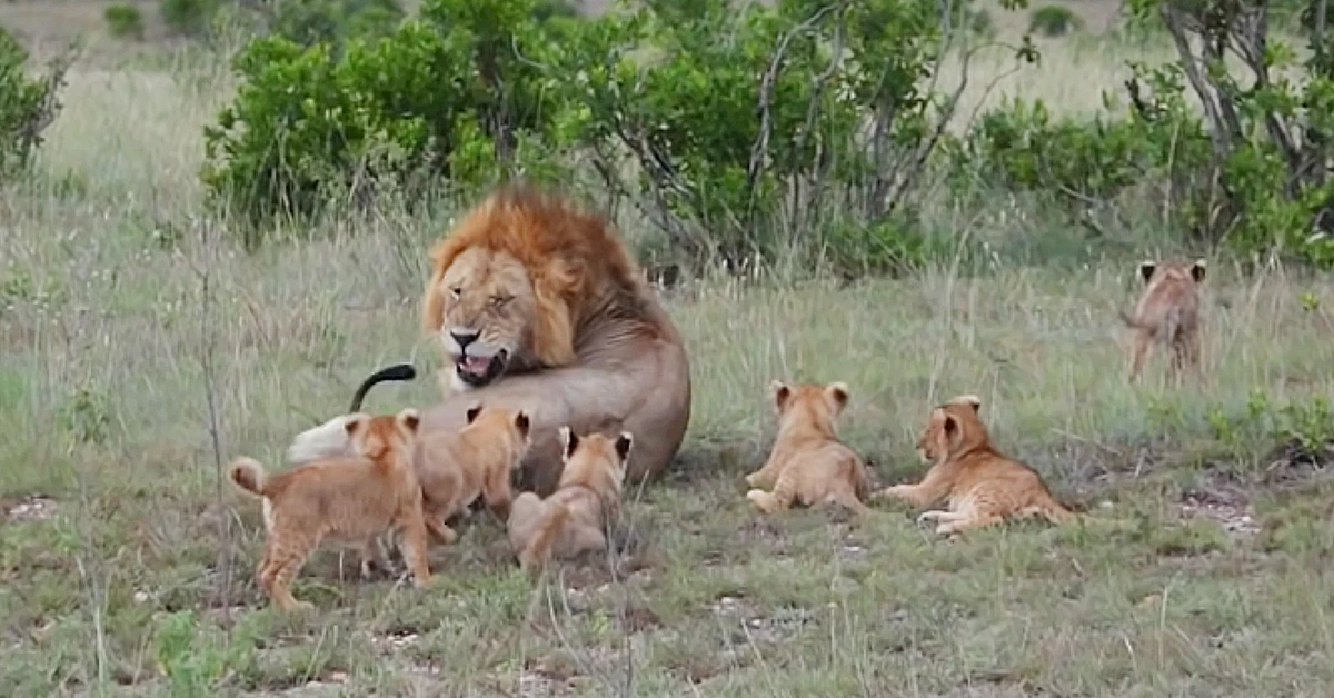 Lioness Lola gave birth to triplet cubs at Chelyabinsk . (Video)