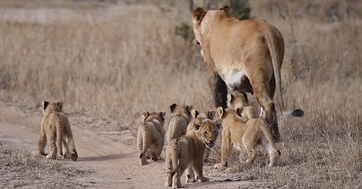 Lioness Lola gave birth to triplet cubs at Chelyabinsk . (Video)