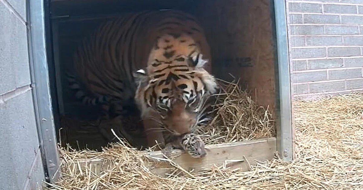 Lioness Lola gave birth to triplet cubs at Chelyabinsk . (Video)