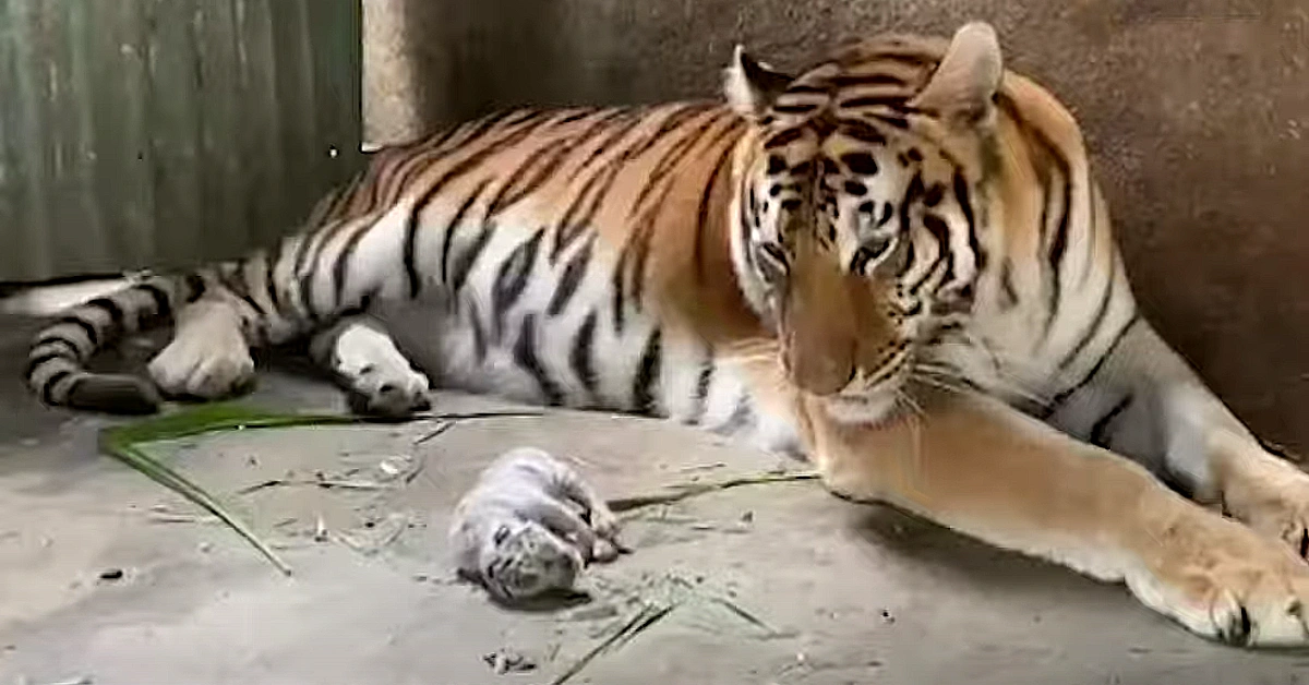 Lioness Lola gave birth to triplet cubs at Chelyabinsk . (Video)