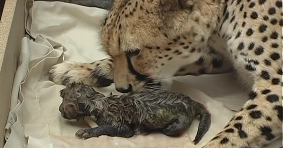 Lioness Lola gave birth to triplet cubs at Chelyabinsk . (Video)