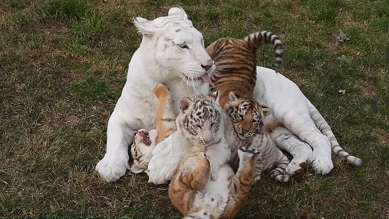 Lioness Lola gave 𝐛𝐢𝐫𝐭𝐡 to triplet cubs at Chelyabinsk . (Video)