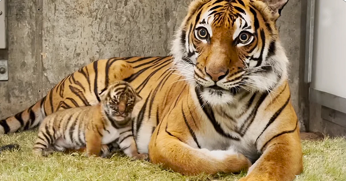 Lioness Lola gave birth to triplet cubs at Chelyabinsk . (Video)