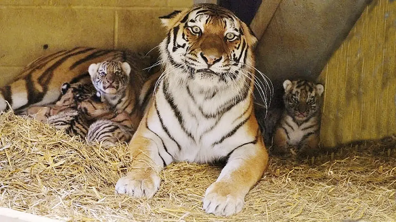 Lioness Lola gave birth to triplet cubs at Chelyabinsk . (Video)