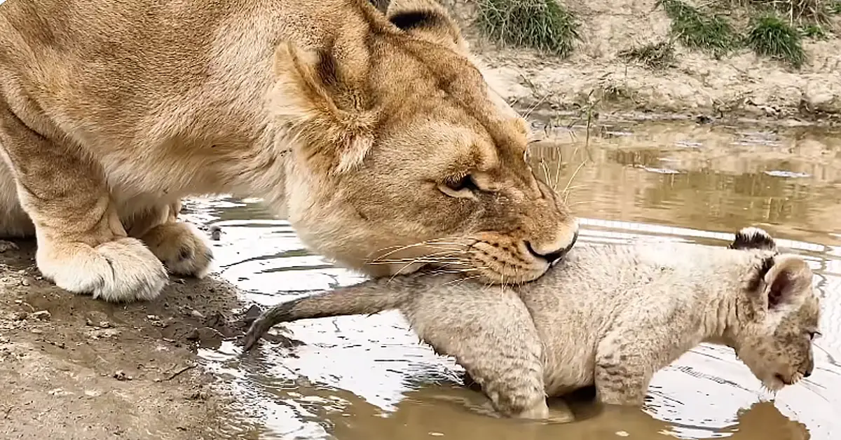 Lioness Lola gaʋe 𝐛𝐢𝐫𝐭𝐡 to triplet cuƄs at ChelyaƄinsk . (Video)