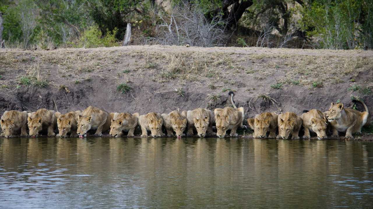 Lioness Lola gave birth to triplet cubs at Chelyabinsk . (Video)